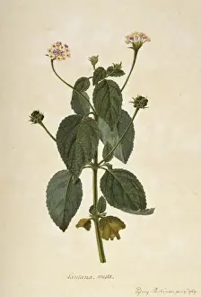 South American Prints: Lantana mista
