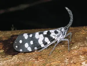 Snout Prints: lantern bug
