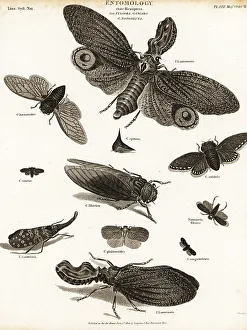 Line Engraving Prints: Lantern flies, cicadas, planthoppers, etc