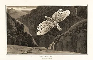 Lantern fly, Fulgora laternaria