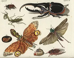 Hercules Gallery: Lantern fly, locust, mantis, cicada and beetles