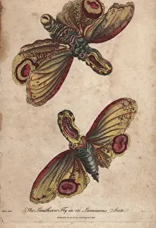 Ebenezer Prints: Lanthorn fly or Lantern fly in its luminous