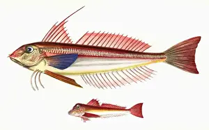 Lanthorn Gurnard and Little Gurnard