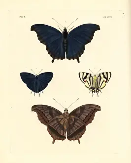 Charaxes Prints: Laodice untailed charaxes and phaleros hairstreak