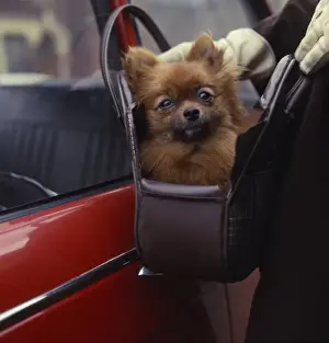 Lapdog in a handbag