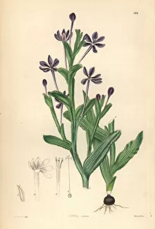 Weddell Collection: Lapeirousia anceps