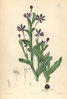 Anceps Gallery: Lapeirousia anceps