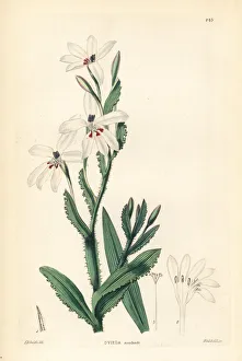 Aculeata Gallery: Lapeirousia fabricii