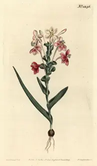 Lapeirousia pyramidalis