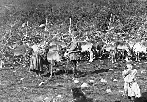 Laplanders Prints: Laplanders milking reindeer