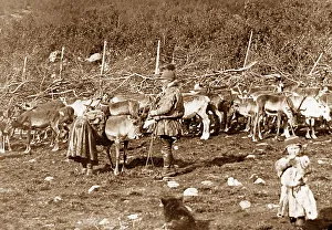 Laplanders Prints: Laplanders with a reindeer herd Norway early 1900s