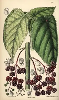 Stinging Prints: Laportea moroides, stinging nettle native to