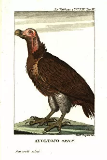 Lappet-faced vulture or Nubian vulture, Torgos