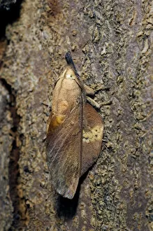 Deception Gallery: Lappet Moth - on tree-bark - has its wings
