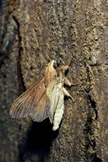 Images Dated 18th January 2008: Lappet Moth - on a tree-bark - has its wings