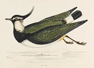 Lapwing (Peewit) Morris