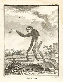 Naturelle Prints: Lar gibbon or white-handed gibbon, Hylobates lar. Endangered
