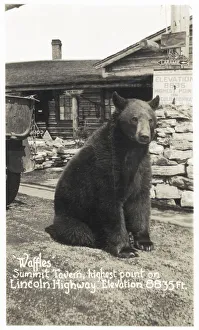 Images Dated 16th October 2019: Laramie, Wyoming, USA - Black Bear Waffles