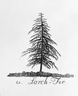 Abies Collection: Larch Fir