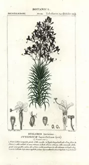 Larch-leaf or tree triggerplant, Stylidium laricifolium