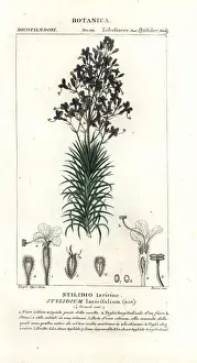 Communis Prints: Larch-leaf or tree triggerplant, Stylidium laricifolium