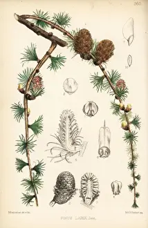 Larch Prints: Larch, Pinus larix