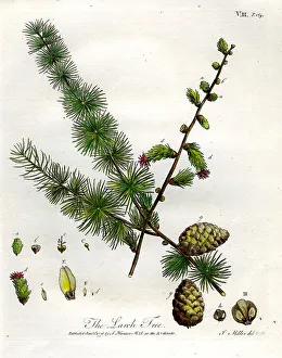 Evelyn Prints: Larch Tree
