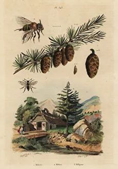 Larch tree, cuckoo bee and melipona honey bee Larch tree, cuckoo bee and melipona honey bee