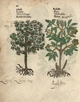 Larch tree, Larix decidua, and maple tree, Acer species