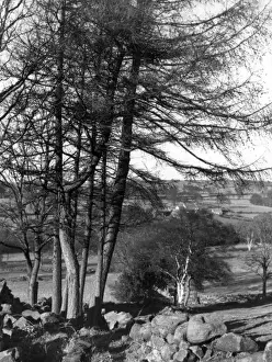 Larch Trees