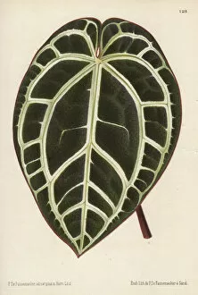 Anthurium Collection: Large anthurium leaf with white veins, Anthurium