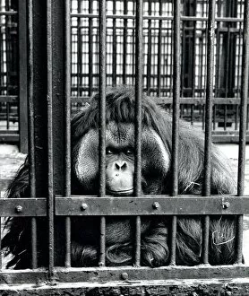 Large ape in a zoo