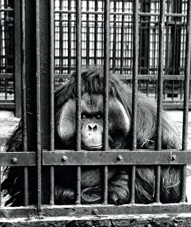Captivity Prints: Large ape in a zoo