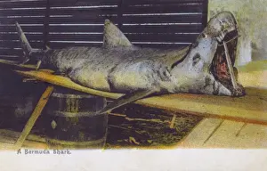 Propped Prints: A large Bermudan Shark