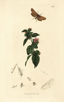 Larva Prints: Large birch bright moth and black horehound