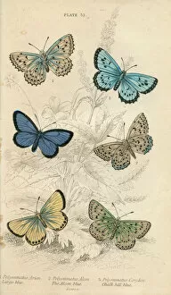 Anatomical Collection: Large Blue Butterflies