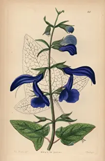 Sage Prints: Large blue Mexican sage, Salvia patens