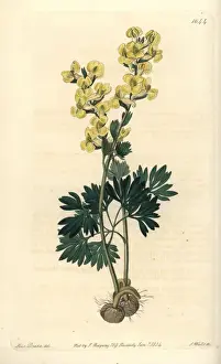 Sydenhamedwards Prints: Large-bracted corydalis, Corydalis bracteata