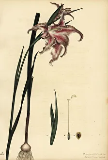 Large brown-Afrikaner, Gladiolus liliaceus