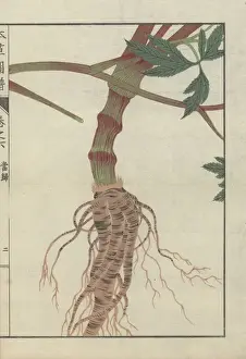 Large brown root and thick striped stem of
