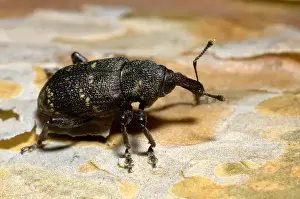 True Prints: Large brown trunk beetle / Pine weewil / True weewil