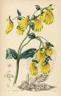Lindley Gallery: Large crenate-flowered slipperwort, Calceolaria crenatiflora