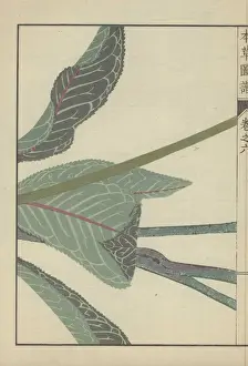 Stem Prints: Several large dark green leaves and three thick