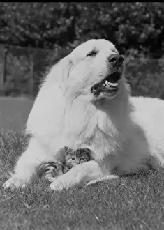 Large dog with cute kitten