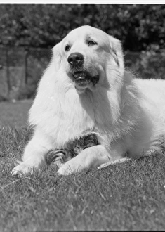 Paws Gallery: Large dog with cute kitten