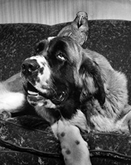 Images Dated 10th January 2017: Large dog with a parrot