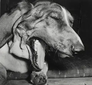 Yawning Prints: Large dog yawning