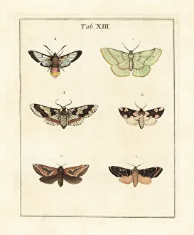 Phalaena Prints: Large emerald, bee hawk-moth and other moths