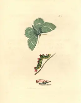Emerald Prints: Large emerald moth, Geometra papilionaria