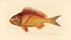 Sparus Prints: Large-eye dentex, Dentex macrophthalmus